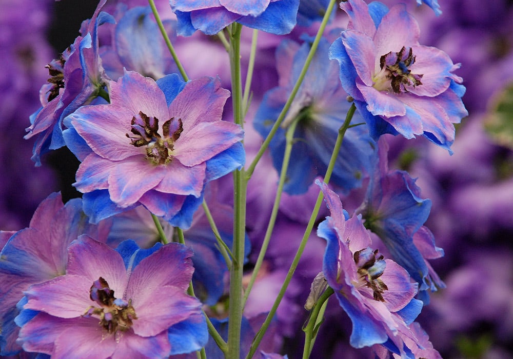 Multiple pink and blue flowers with green stems, blooming vibrantly against a blurred purple and green background.