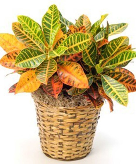 Croton